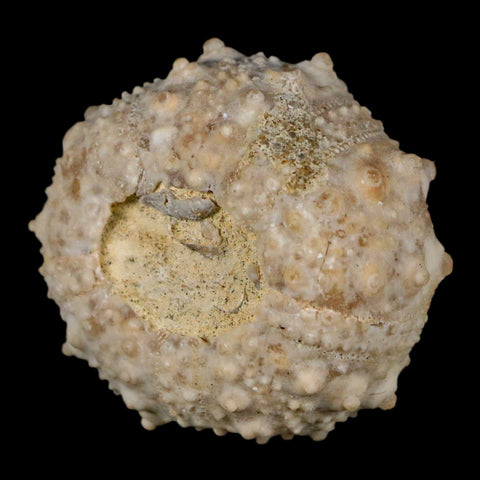 34MM Detailed Fossil Goniopygus Sp Sea Urchin Echinoid Cretaceous Morocco - Fossil Age Minerals