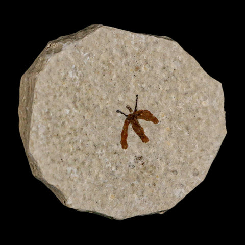 0.4 Detailed Fossil March Fly Insect Green River FM Uintah County UT Eocene Age