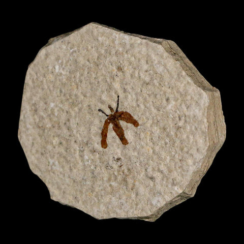 0.4 Detailed Fossil March Fly Insect Green River FM Uintah County UT Eocene Age