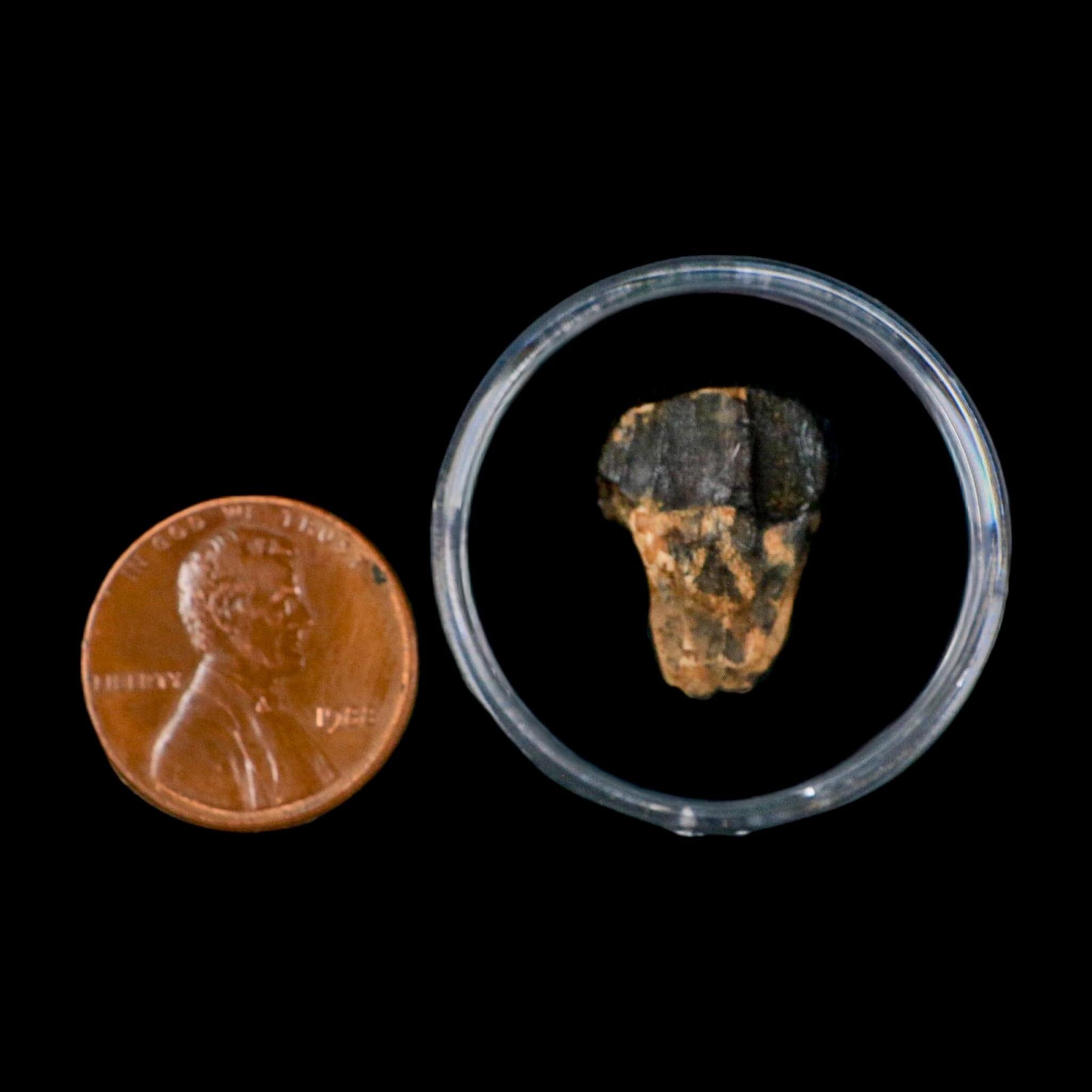 0.7" Triceratops Fossil Crown Tooth Hell Creek FM Cretaceous Dinosaur MT COA - Fossil Age Minerals