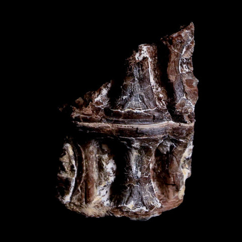 1.5" Xiphactinus Audax Fossil Vertebrae Cretaceous Era Fish Niobrara FM Kansas - Fossil Age Minerals