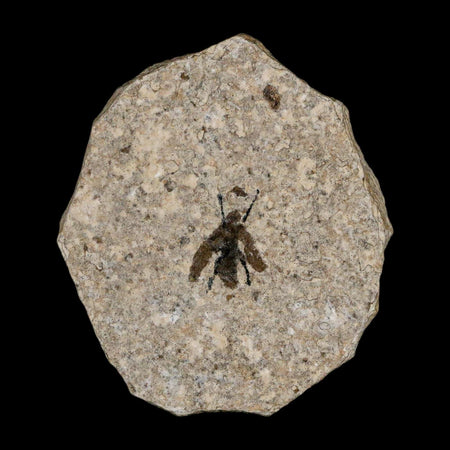 0.6 Detailed Fossil March Fly Insect Green River FM Uintah County UT Eocene Age