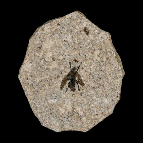 0.6 Detailed Fossil March Fly Insect Green River FM Uintah County UT Eocene Age