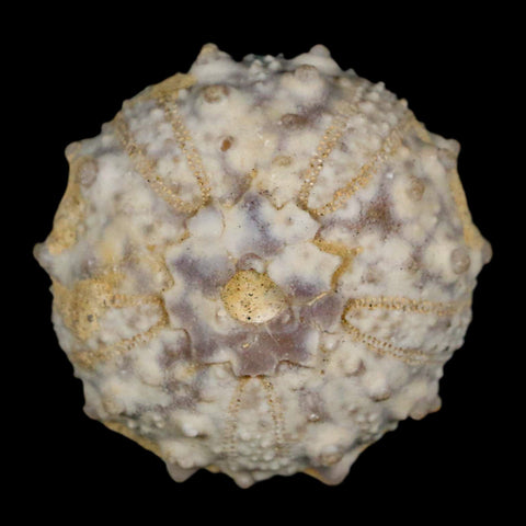 30MM Detailed Fossil Goniopygus Sp Sea Urchin Echinoid Cretaceous Morocco - Fossil Age Minerals