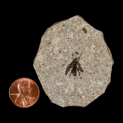 0.6 Detailed Fossil March Fly Insect Green River FM Uintah County UT Eocene Age