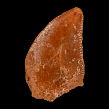 0.4" Abelisaur Serrated Tooth Fossil Cretaceous Age Dinosaur Morocco COA, Display