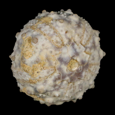 30MM Detailed Fossil Goniopygus Sp Sea Urchin Echinoid Cretaceous Morocco - Fossil Age Minerals