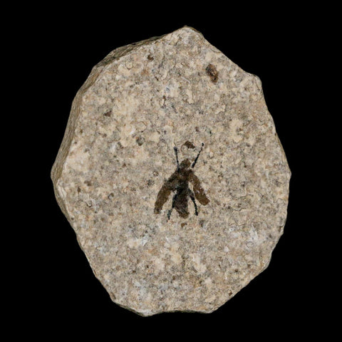 0.6 Detailed Fossil March Fly Insect Green River FM Uintah County UT Eocene Age