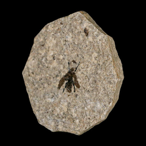 0.6 Detailed Fossil March Fly Insect Green River FM Uintah County UT Eocene Age