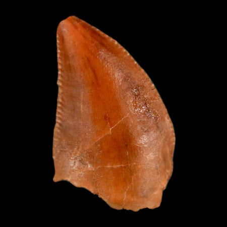 0.4" Abelisaur Serrated Tooth Fossil Cretaceous Age Dinosaur Morocco COA, Display