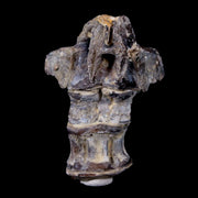 2.1" Xiphactinus Audax Fossil Vertebrae Cretaceous Era Fish Niobrara FM Kansas