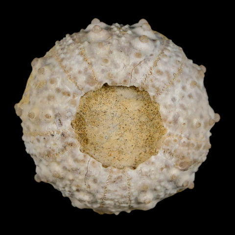 30MM Detailed Fossil Goniopygus Sp Sea Urchin Echinoid Cretaceous Morocco - Fossil Age Minerals