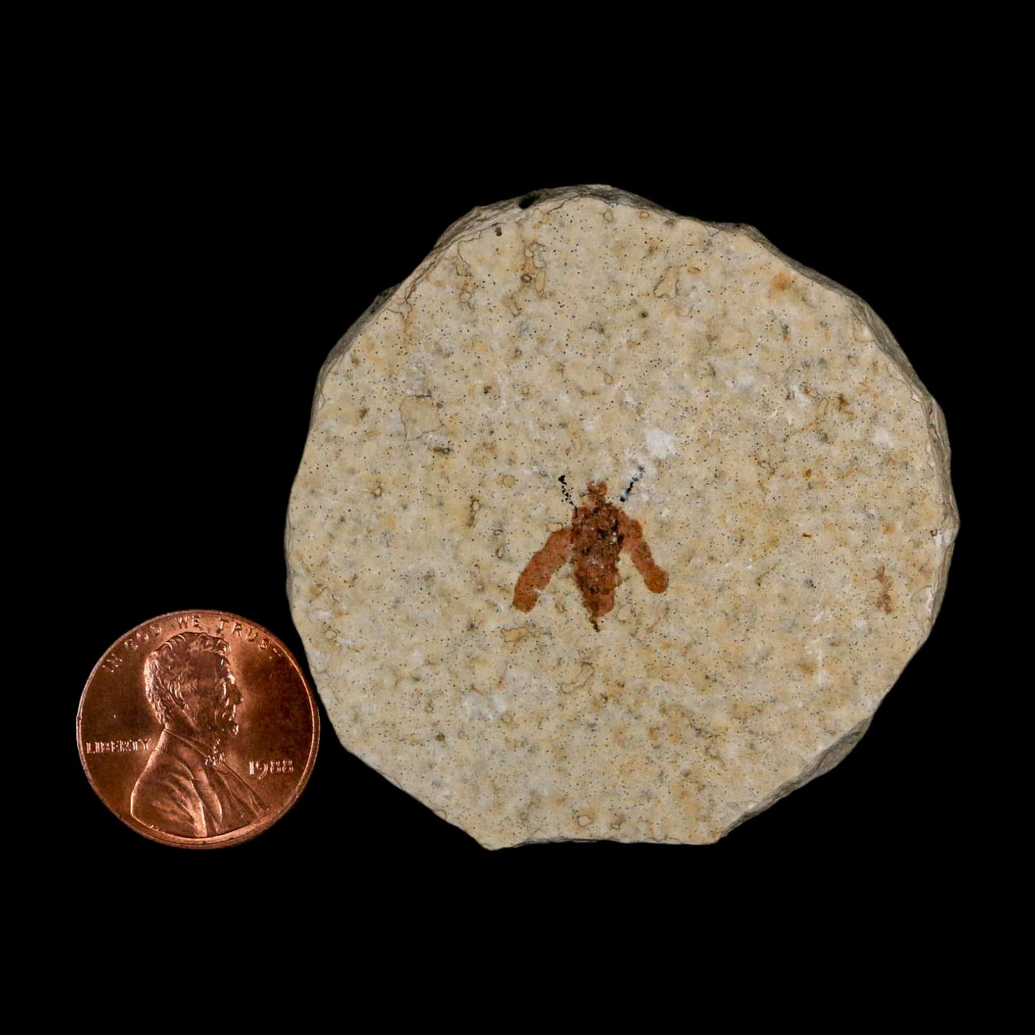 0.5 Detailed Fossil March Fly Insect Green River FM Uintah County UT Eocene Age - Fossil Age Minerals