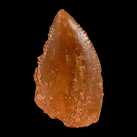 0.4" Abelisaur Serrated Tooth Fossil Cretaceous Age Dinosaur Morocco COA, Display