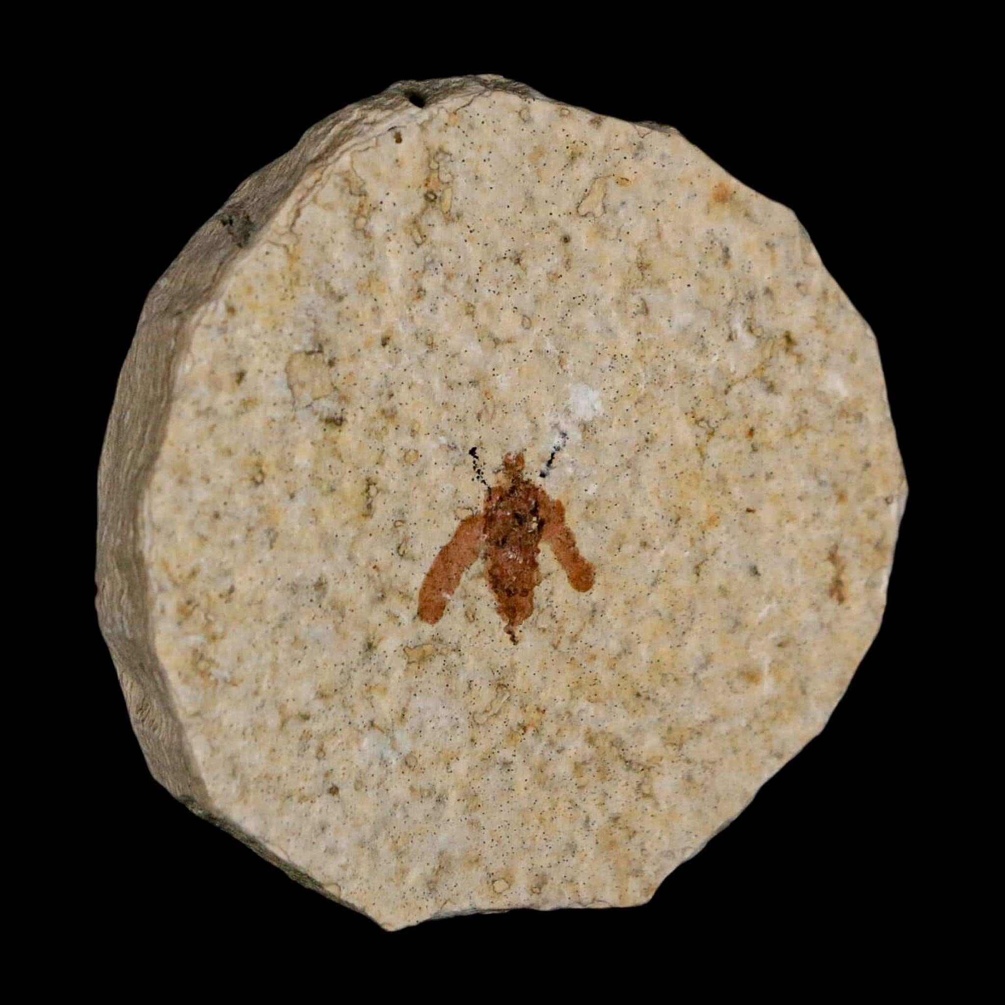 0.5 Detailed Fossil March Fly Insect Green River FM Uintah County UT Eocene Age - Fossil Age Minerals
