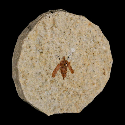 0.5 Detailed Fossil March Fly Insect Green River FM Uintah County UT Eocene Age