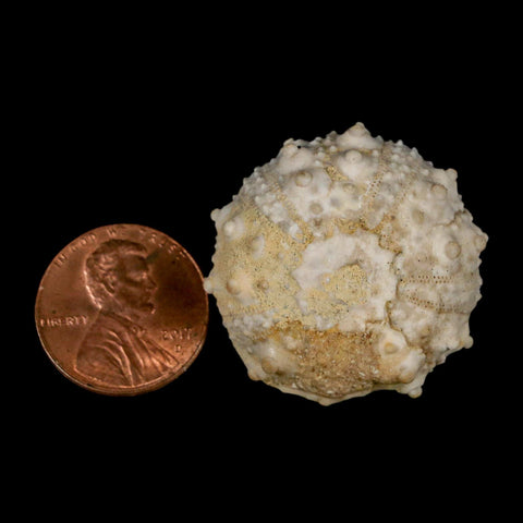 30MM Detailed Fossil Goniopygus Sp Sea Urchin Echinoid Cretaceous Morocco - Fossil Age Minerals