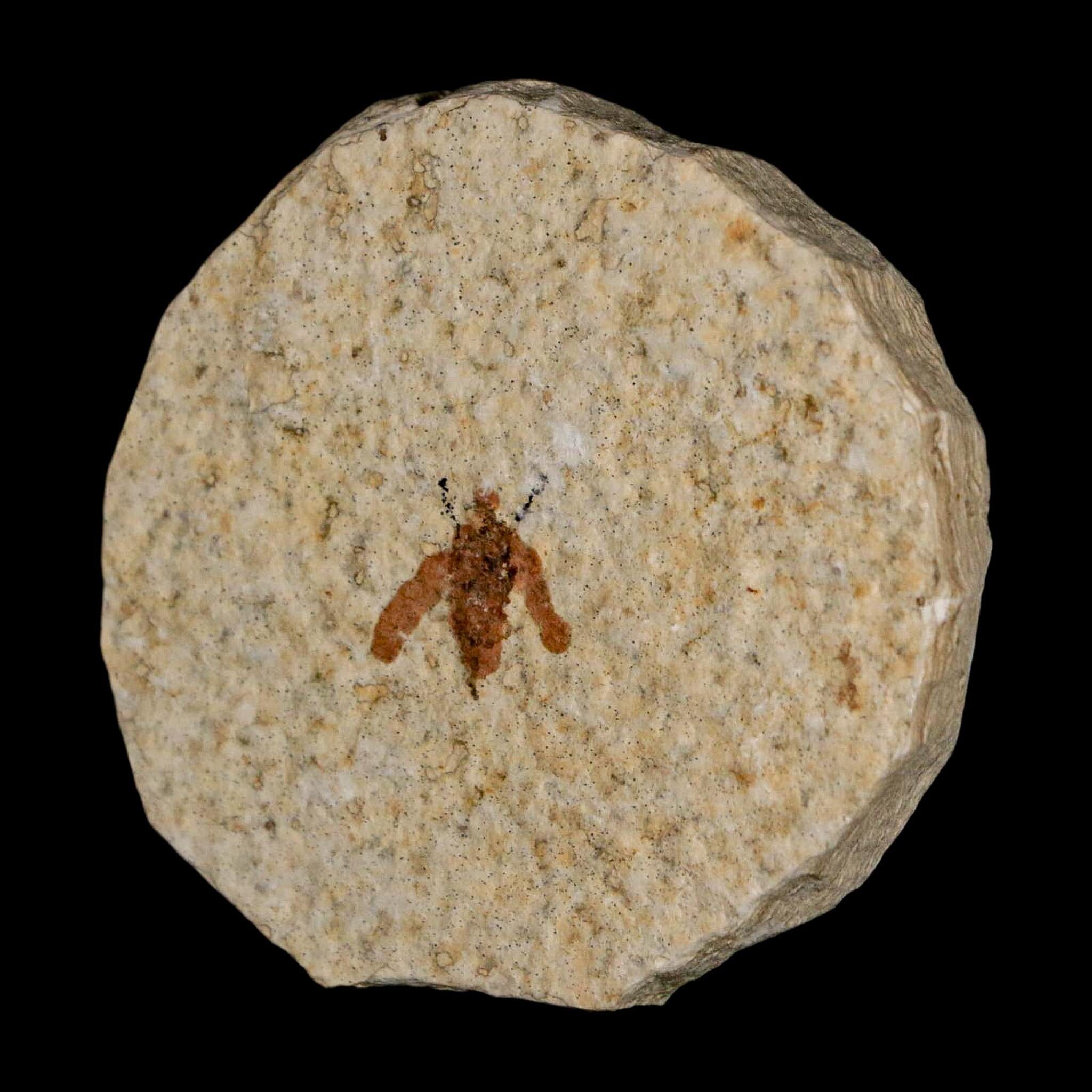 0.5 Detailed Fossil March Fly Insect Green River FM Uintah County UT Eocene Age - Fossil Age Minerals