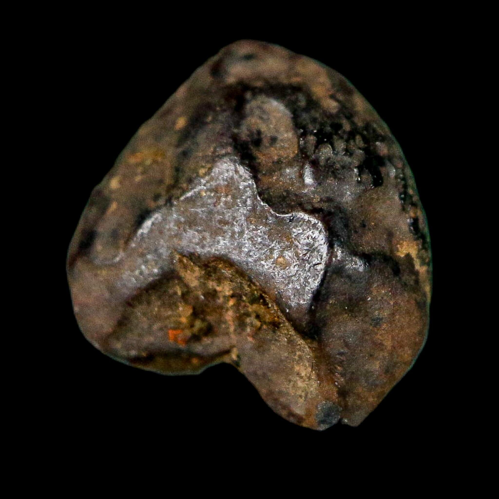 0.4" Triceratops Fossil Crown Tooth Hell Creek FM Cretaceous Dinosaur MT COA - Fossil Age Minerals
