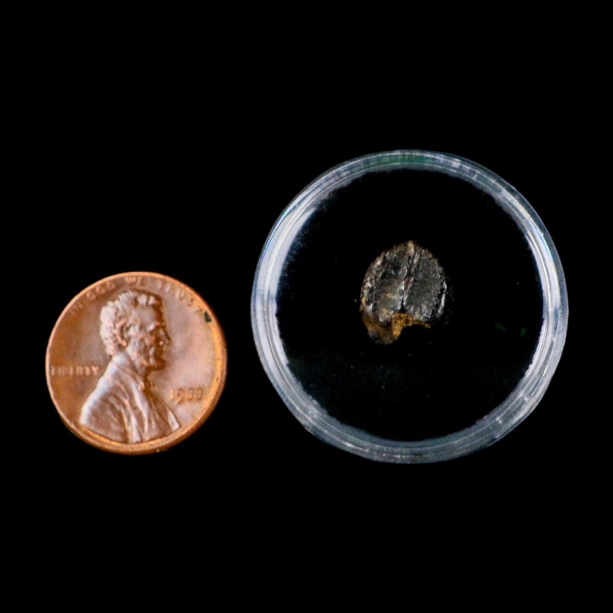 0.4" Triceratops Fossil Crown Tooth Hell Creek FM Cretaceous Dinosaur MT COA - Fossil Age Minerals