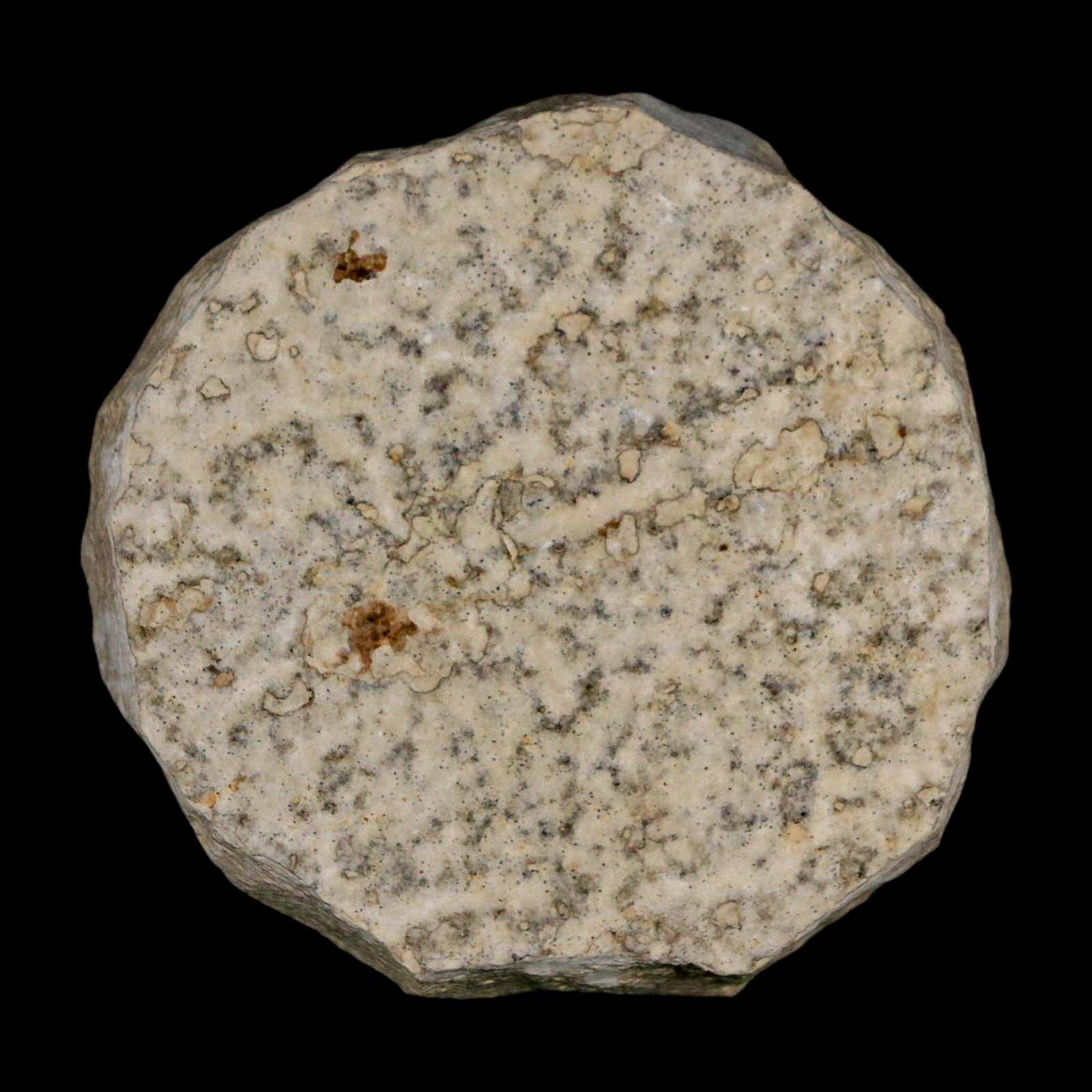 0.5 Detailed Fossil March Fly Insect Green River FM Uintah County UT Eocene Age - Fossil Age Minerals