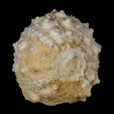 30MM Detailed Fossil Goniopygus Sp Sea Urchin Echinoid Cretaceous Morocco - Fossil Age Minerals