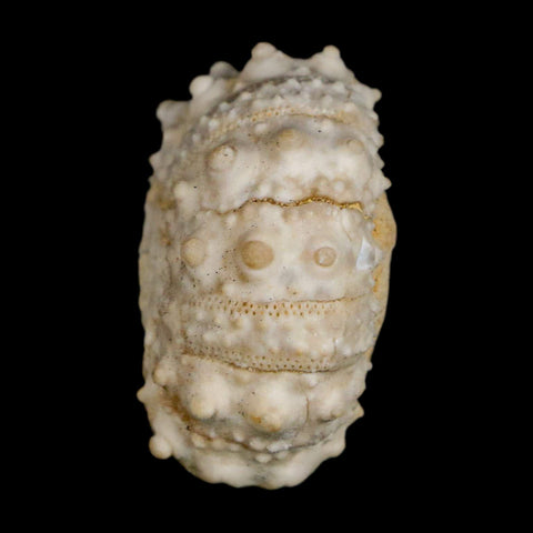 30MM Detailed Fossil Goniopygus Sp Sea Urchin Echinoid Cretaceous Morocco - Fossil Age Minerals