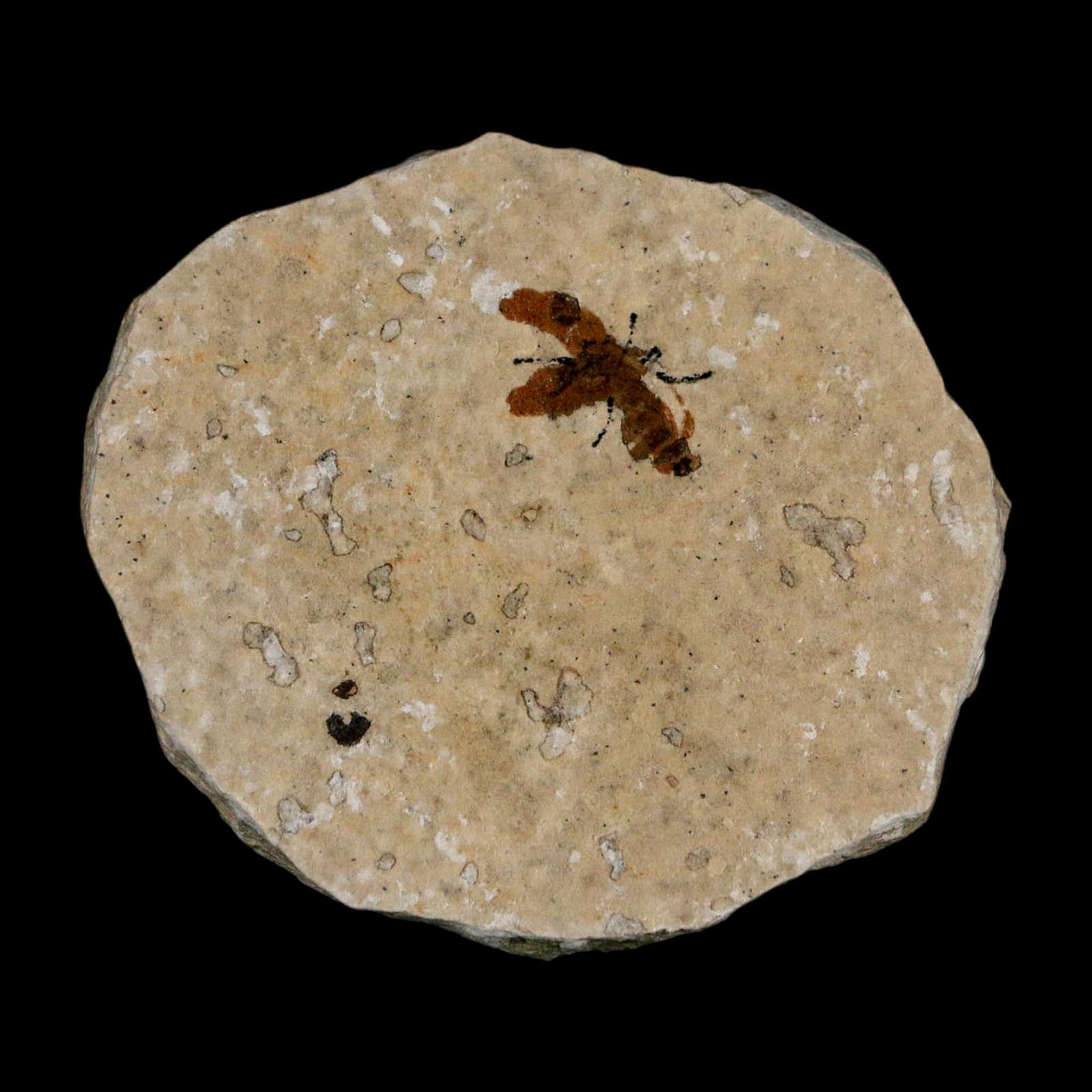 0.6 Detailed Fossil March Fly Insect Green River FM Uintah County UT Eocene Age - Fossil Age Minerals