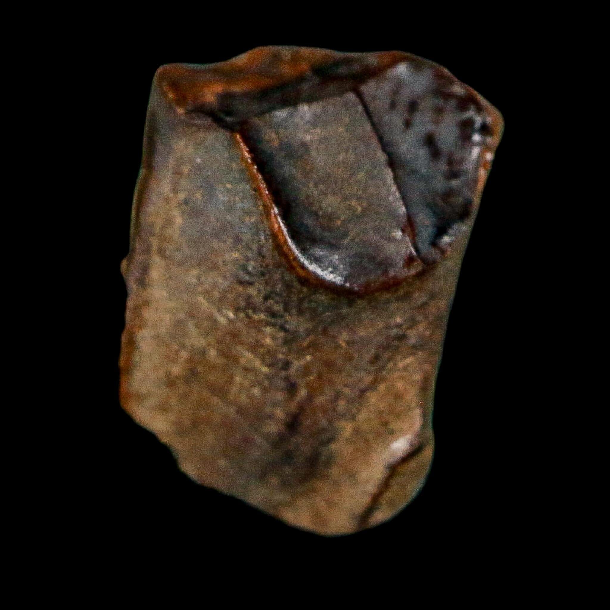0.6" Triceratops Fossil Tooth Lance Creek FM Cretaceous Dinosaur WY COA Display - Fossil Age Minerals