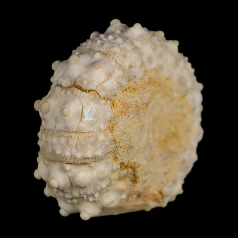 30MM Detailed Fossil Goniopygus Sp Sea Urchin Echinoid Cretaceous Morocco - Fossil Age Minerals