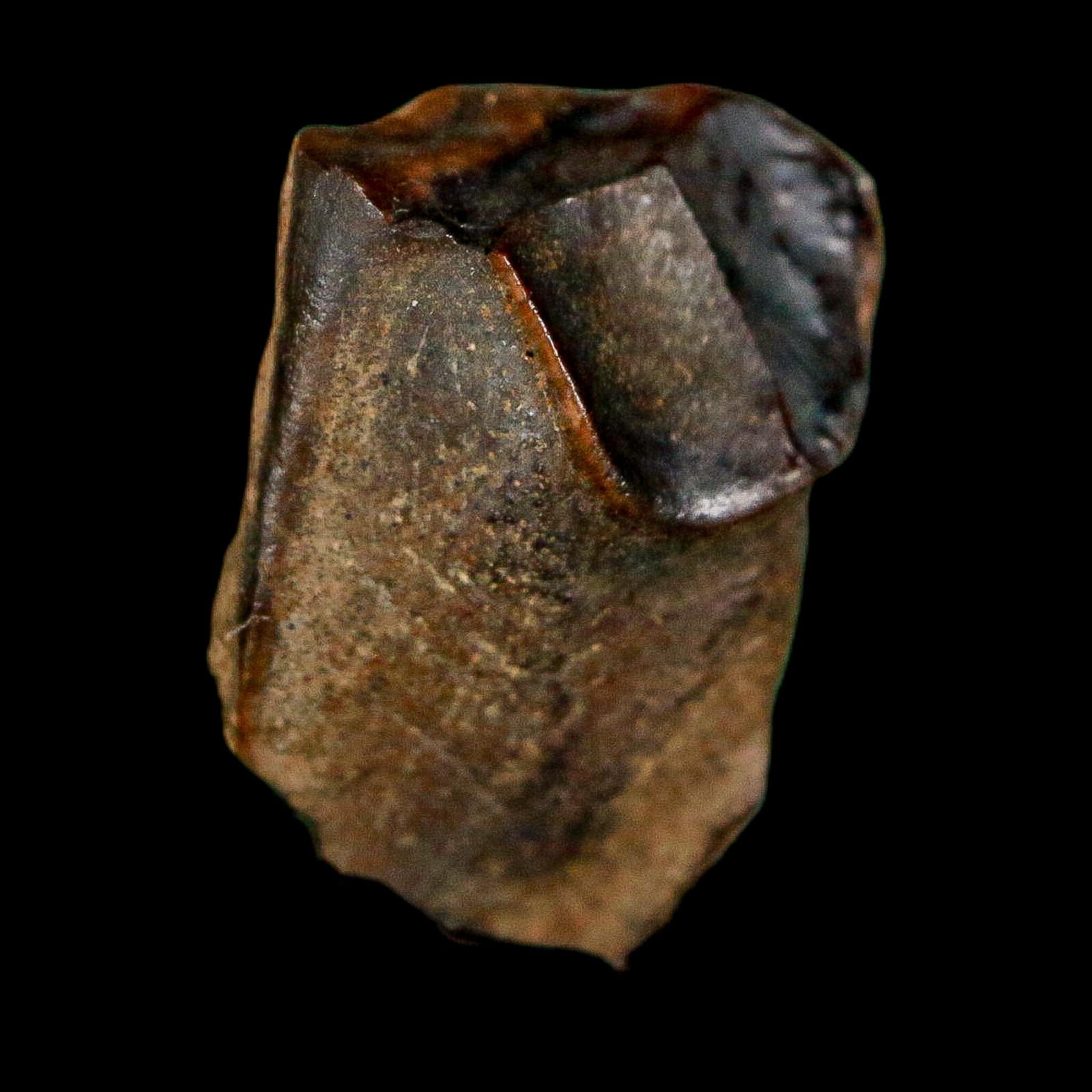 0.6" Triceratops Fossil Tooth Lance Creek FM Cretaceous Dinosaur WY COA Display - Fossil Age Minerals