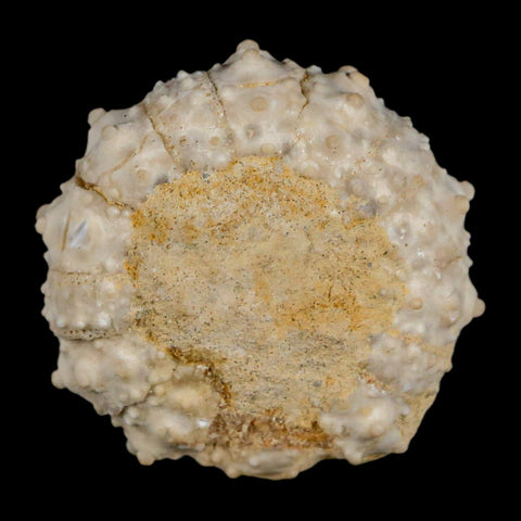 30MM Detailed Fossil Goniopygus Sp Sea Urchin Echinoid Cretaceous Morocco - Fossil Age Minerals