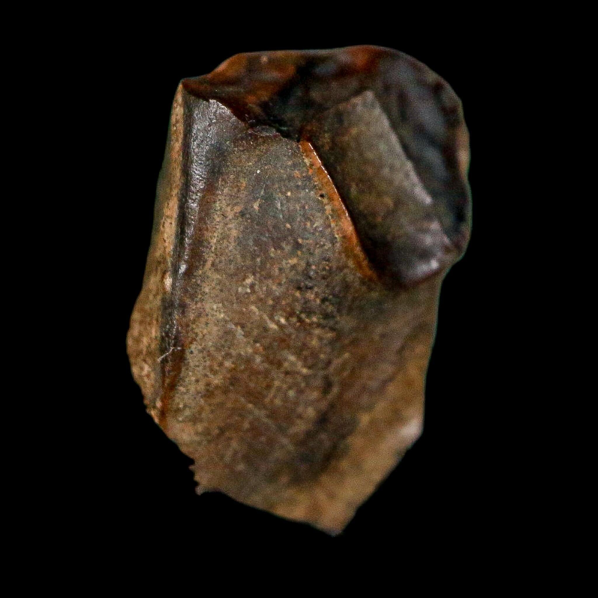 0.6" Triceratops Fossil Tooth Lance Creek FM Cretaceous Dinosaur WY COA Display - Fossil Age Minerals