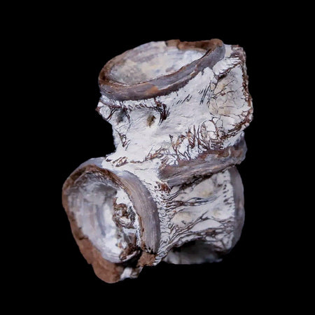 1.1" Xiphactinus Audax Fossil Vertebrae Cretaceous Era Fish Niobrara FM Kansas