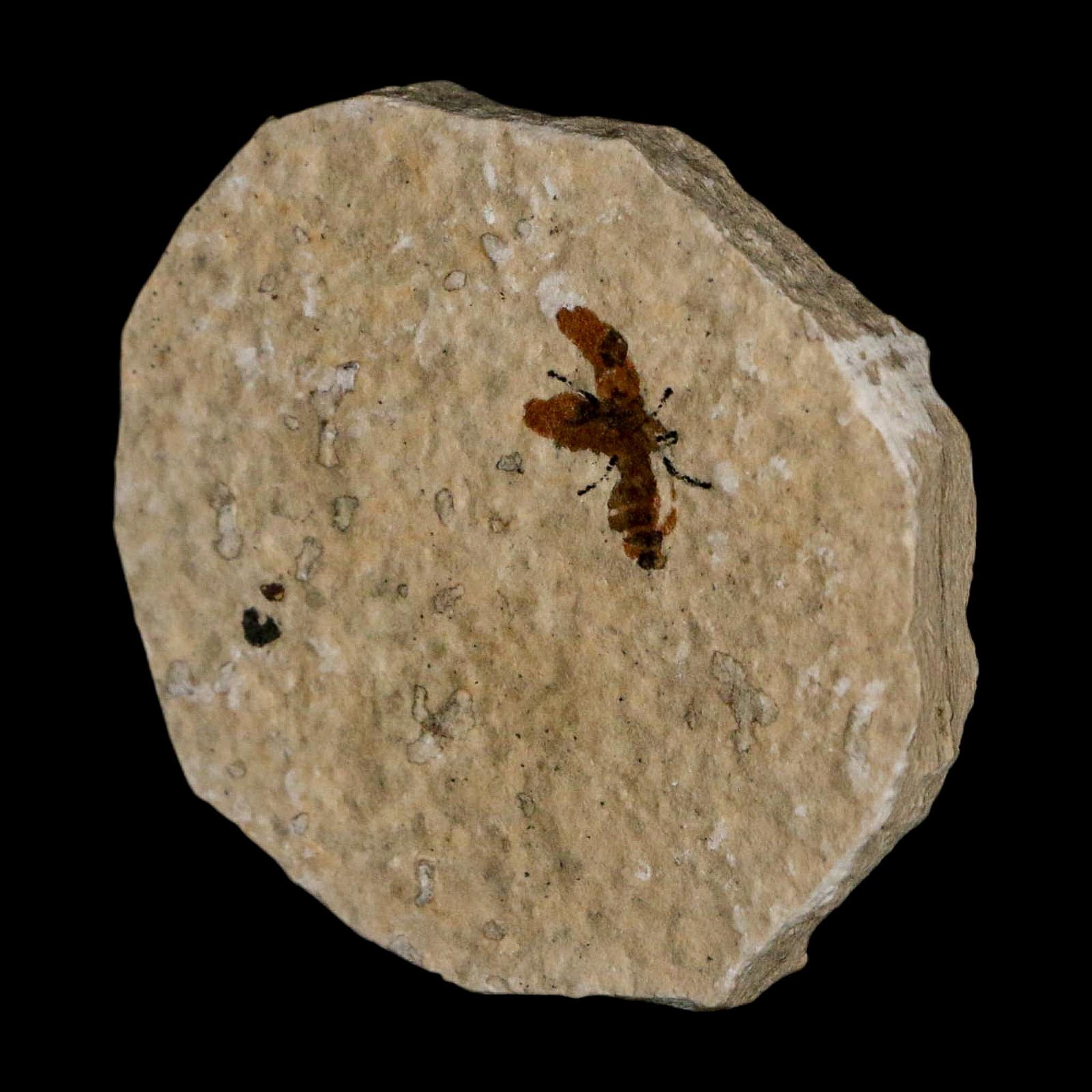 0.6 Detailed Fossil March Fly Insect Green River FM Uintah County UT Eocene Age - Fossil Age Minerals