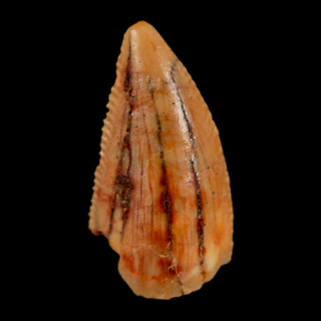 0.5" Abelisaur Serrated Tooth Fossil Cretaceous Age Dinosaur Morocco COA, Display