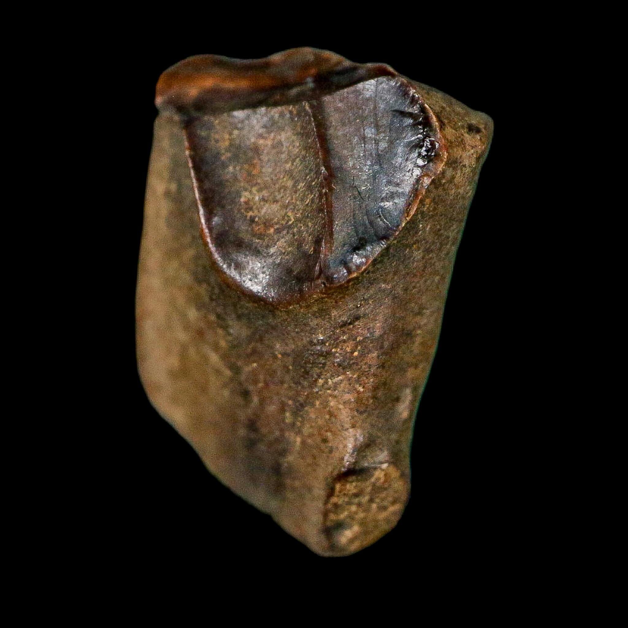 0.6" Triceratops Fossil Tooth Lance Creek FM Cretaceous Dinosaur WY COA Display - Fossil Age Minerals