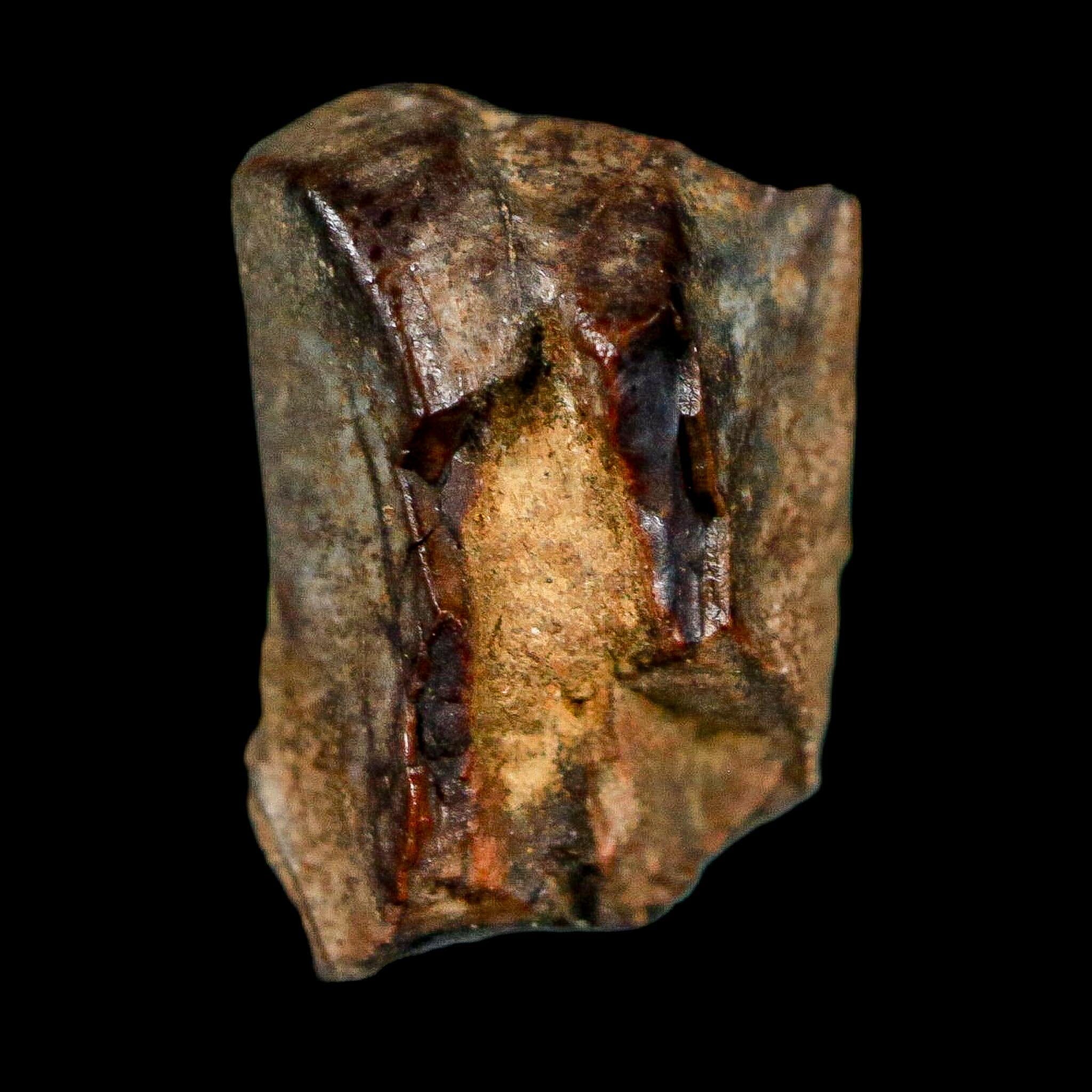 0.6" Triceratops Fossil Tooth Lance Creek FM Cretaceous Dinosaur WY COA Display - Fossil Age Minerals