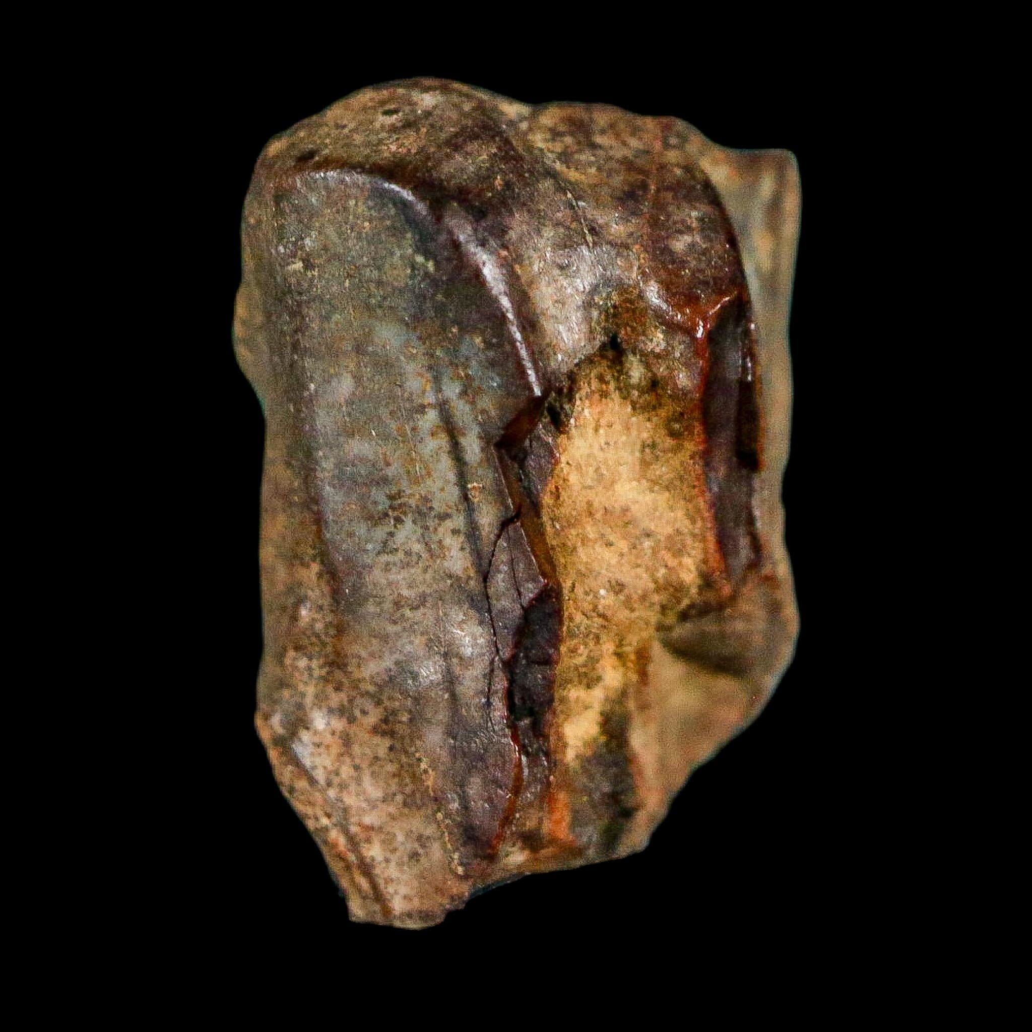 0.6" Triceratops Fossil Tooth Lance Creek FM Cretaceous Dinosaur WY COA Display - Fossil Age Minerals