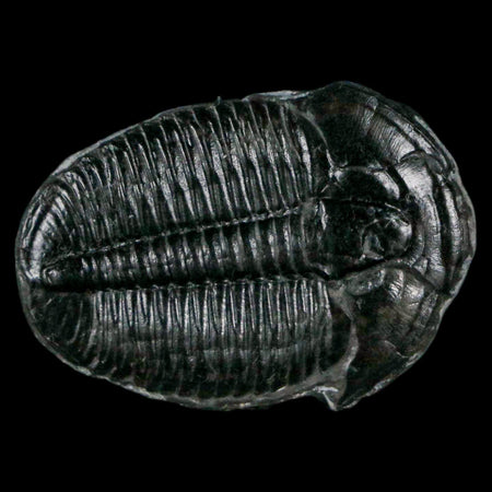 1.2" Elrathia Kingi Trilobite Fossil Utah Cambrian Age 521 Million Years Old COA