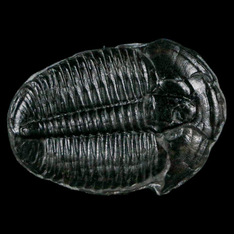 1.2" Elrathia Kingi Trilobite Fossil Utah Cambrian Age 521 Million Years Old COA - Fossil Age Minerals