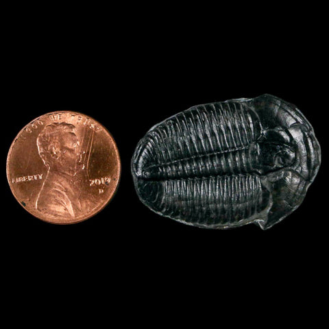 1.2" Elrathia Kingi Trilobite Fossil Utah Cambrian Age 521 Million Years Old COA - Fossil Age Minerals