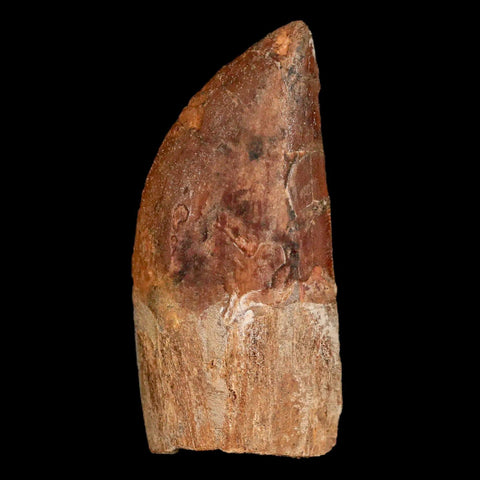 2.4" Carcharodontosaurus Fossil Tooth Cretaceous Theropod Dinosaur Display, COA - Fossil Age Minerals