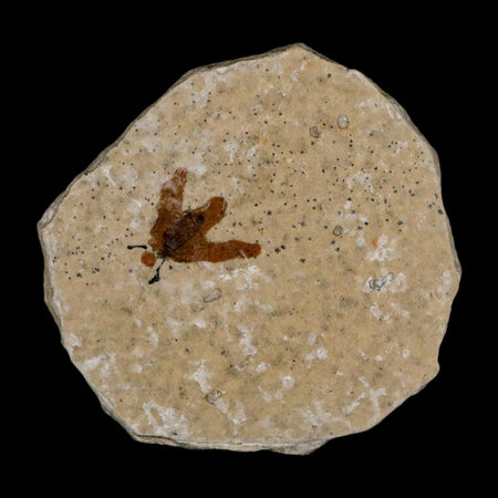 0.5 Detailed Fossil March Fly Insect Green River FM Uintah County UT Eocene Age