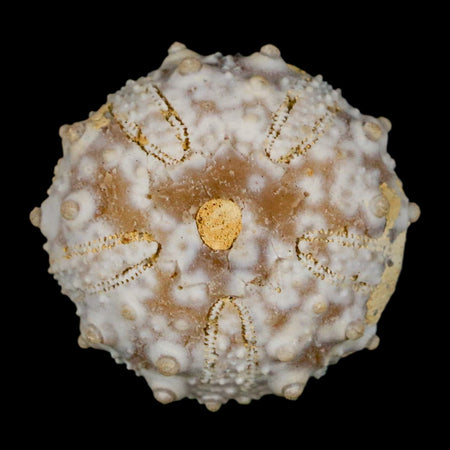 29MM Detailed Fossil Goniopygus Sp Sea Urchin Echinoid Cretaceous Morocco