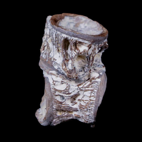 1.1" Xiphactinus Audax Fossil Vertebrae Cretaceous Era Fish Niobrara FM Kansas - Fossil Age Minerals