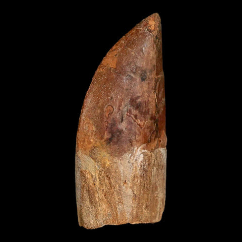 2.4" Carcharodontosaurus Fossil Tooth Cretaceous Theropod Dinosaur Display, COA - Fossil Age Minerals