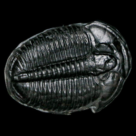 1.2" Elrathia Kingi Trilobite Fossil Utah Cambrian Age 521 Million Years Old COA - Fossil Age Minerals