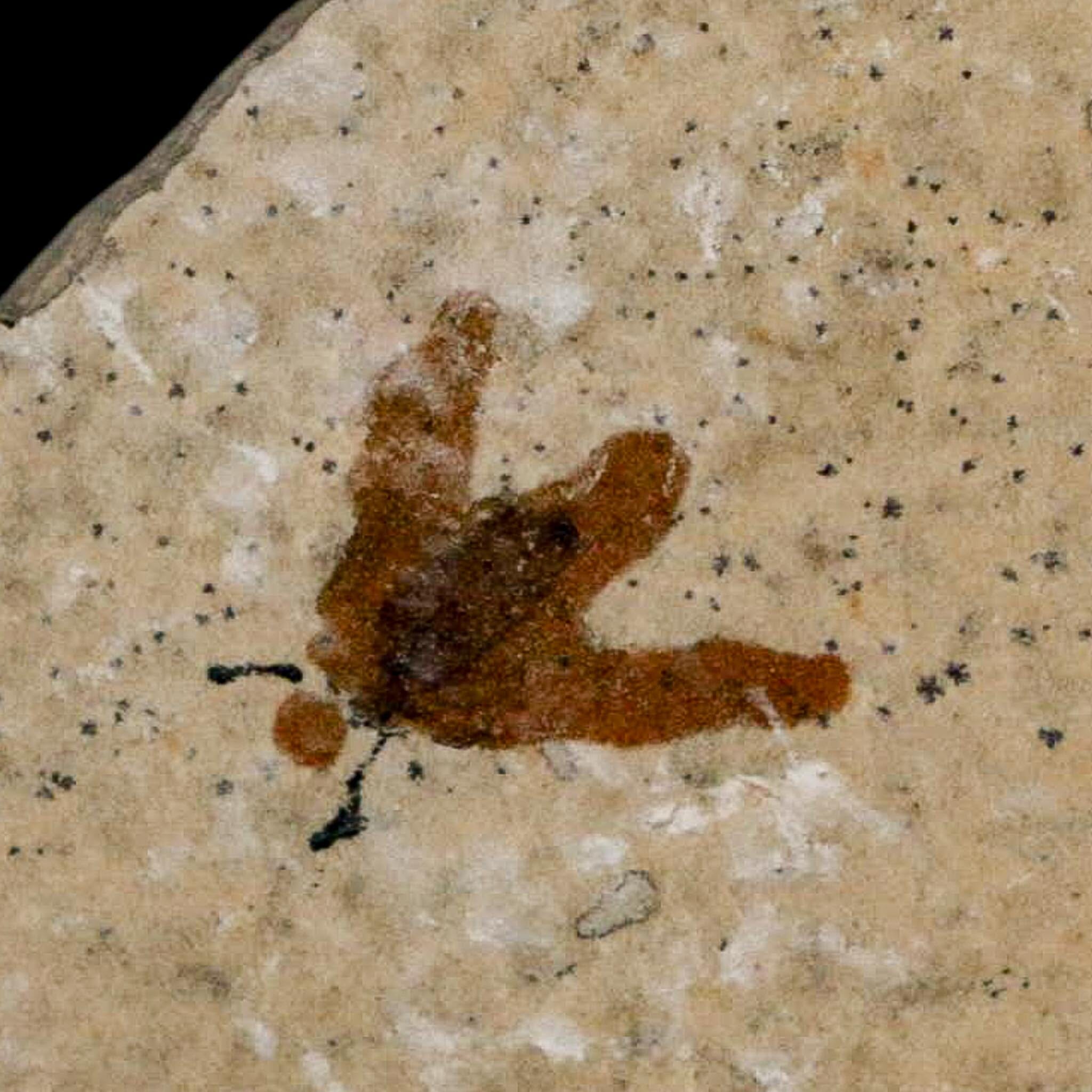 0.5 Detailed Fossil March Fly Insect Green River FM Uintah County UT Eocene Age - Fossil Age Minerals