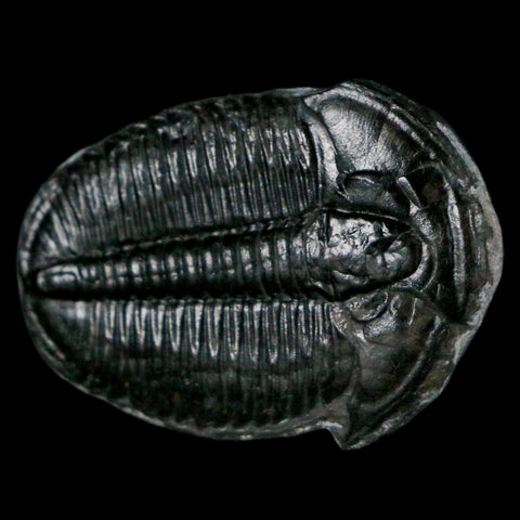 1.2" Elrathia Kingi Trilobite Fossil Utah Cambrian Age 521 Million Years Old COA - Fossil Age Minerals